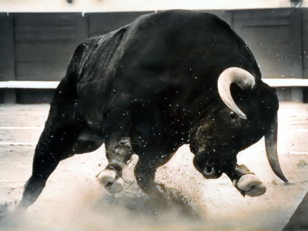dangerous-black-bull.jpg